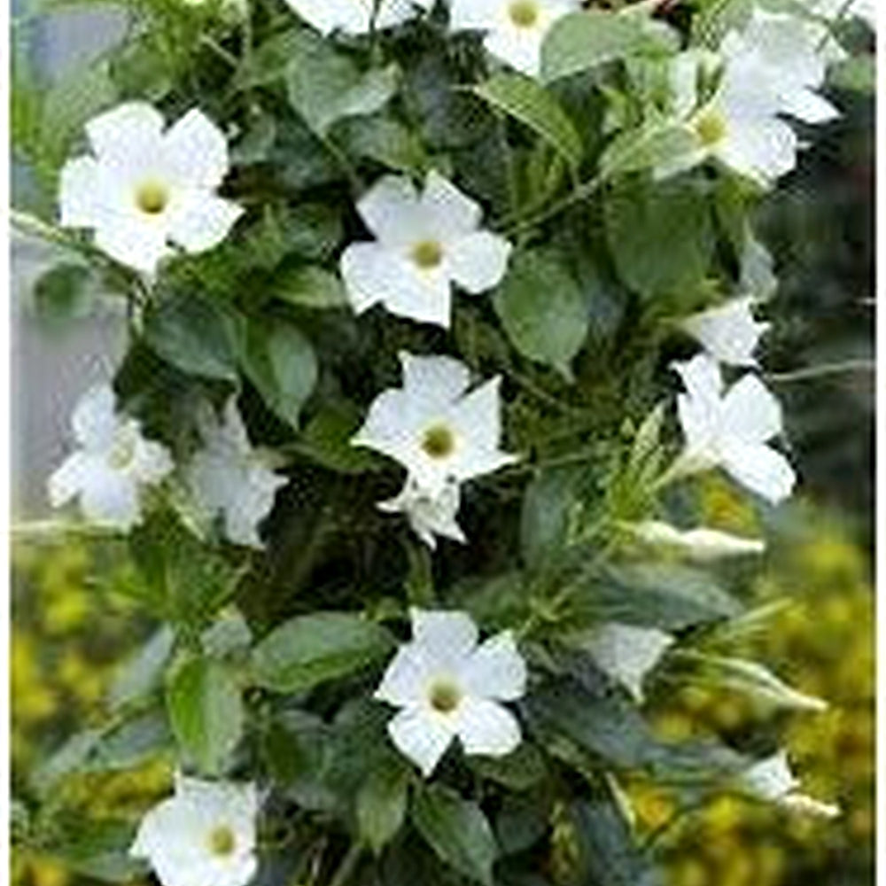 White Mandevilla Sanderi Flower Seeds for Planting [neera-v5-af67f7a2a8516c4cd664]