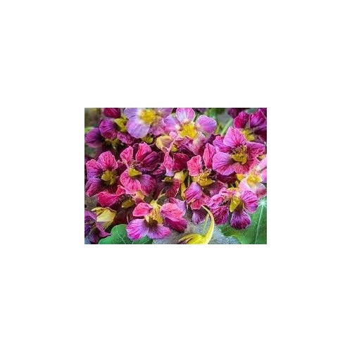 Purple Nasturtium Flower Seeds [neera-v5-af692df306923736e586]