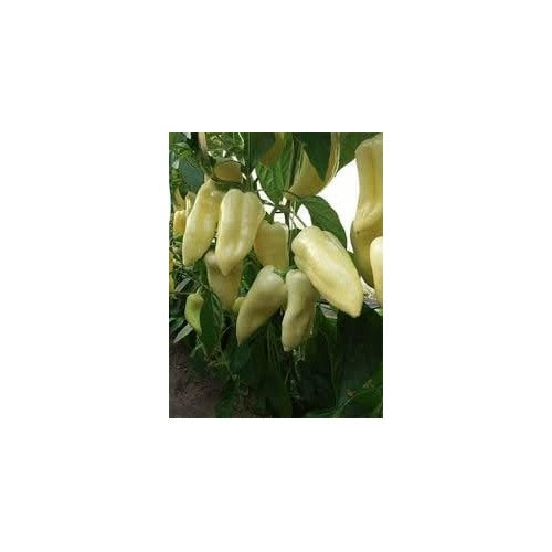 Hungarian Cecei Sweet Pepper Seeds for Planting [neera-v5-af70ad1d15a6f246f9e5]