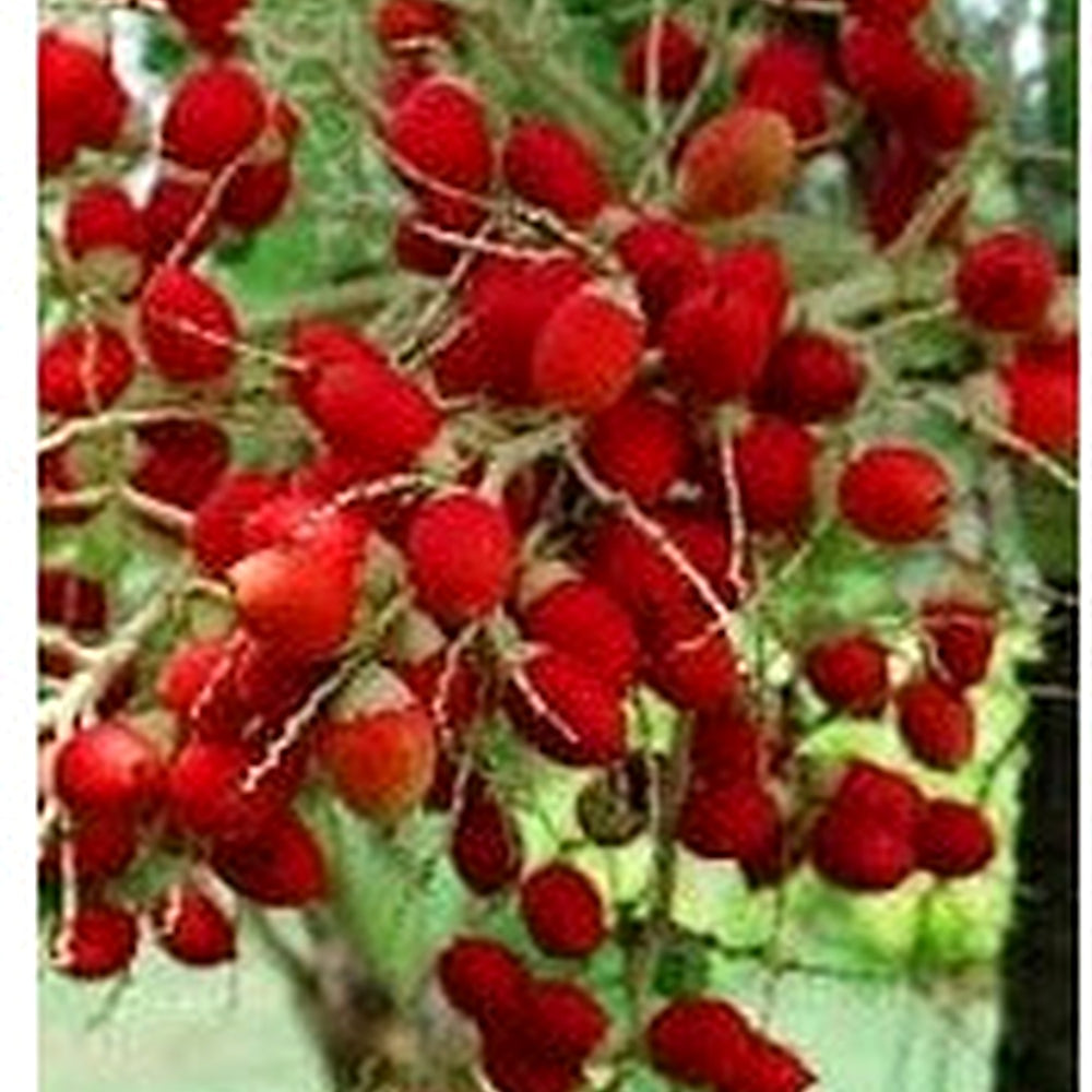 Green World Christmas Palm Seeds [neera-v5-af716158e6f7714debca]