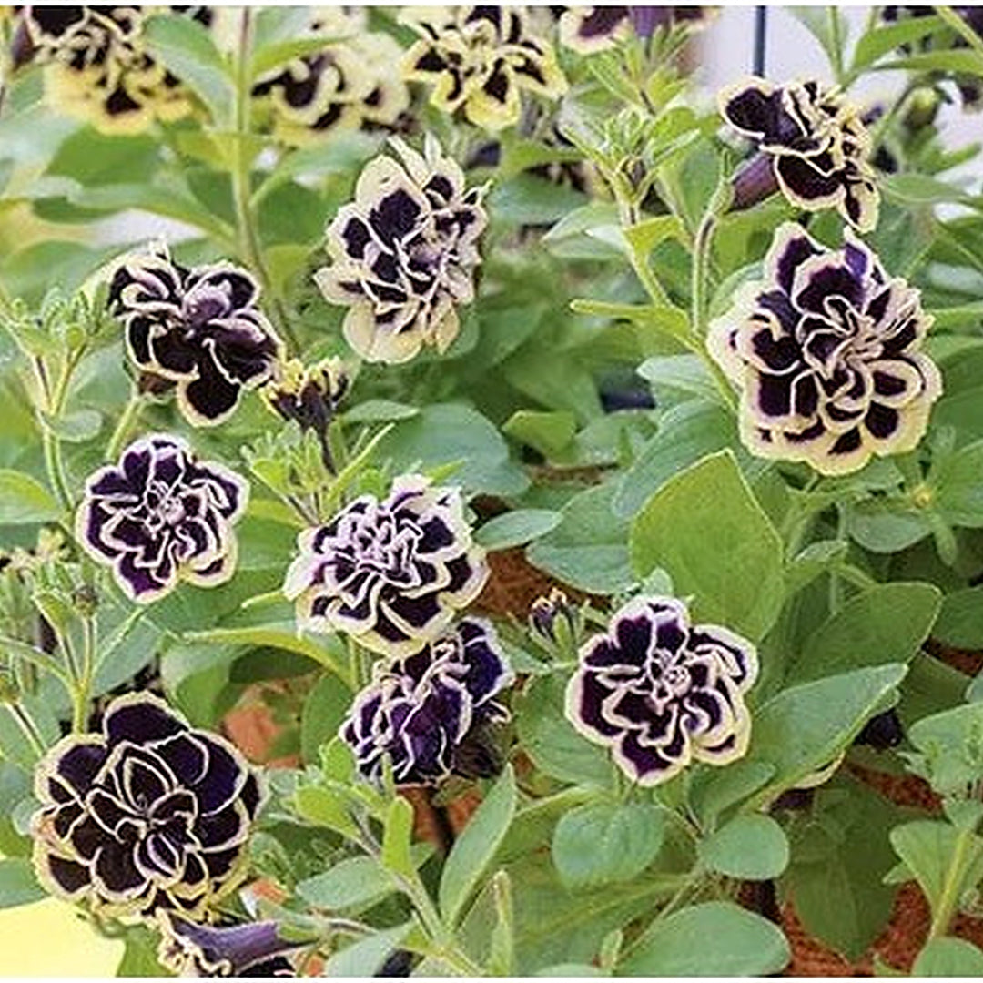 Double Petunia Black Yellow Flower Seeds [neera-v5-af7d9019abb11bd174fa]