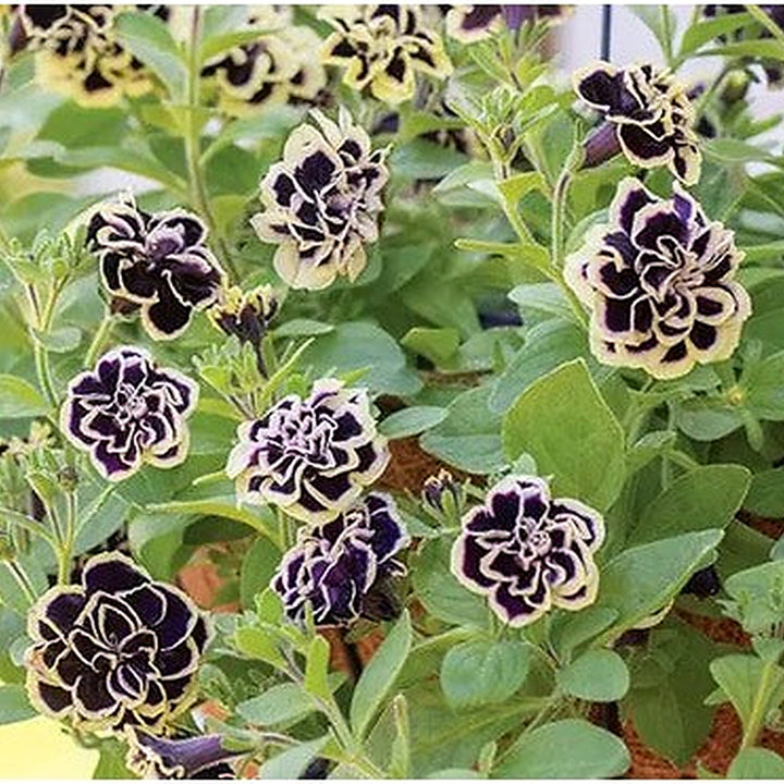 Double Petunia Black Yellow Flower Seeds [neera-v5-af7d9019abb11bd174fa]