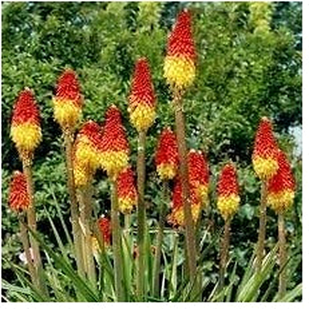 Fresh Caulescens Flower Seeds for Planting [neera-v5-af8625bf751a64761fa9]