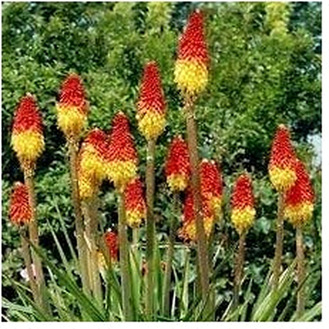 Fresh Caulescens Flower Seeds for Planting [neera-v5-af8625bf751a64761fa9]