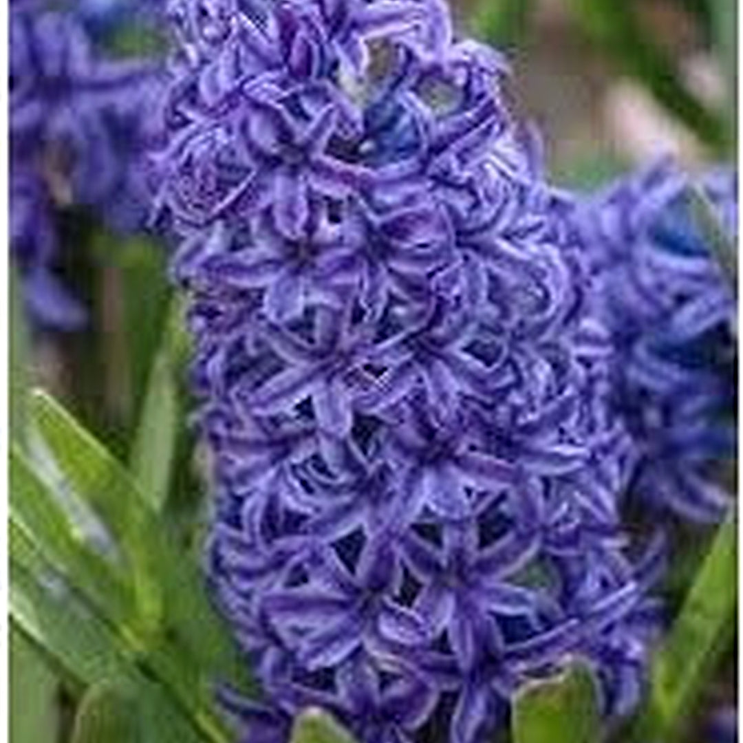 Hyacinthus Blue Flower Seeds for Planting [neera-v5-af8901fa702fa3ce7b84]