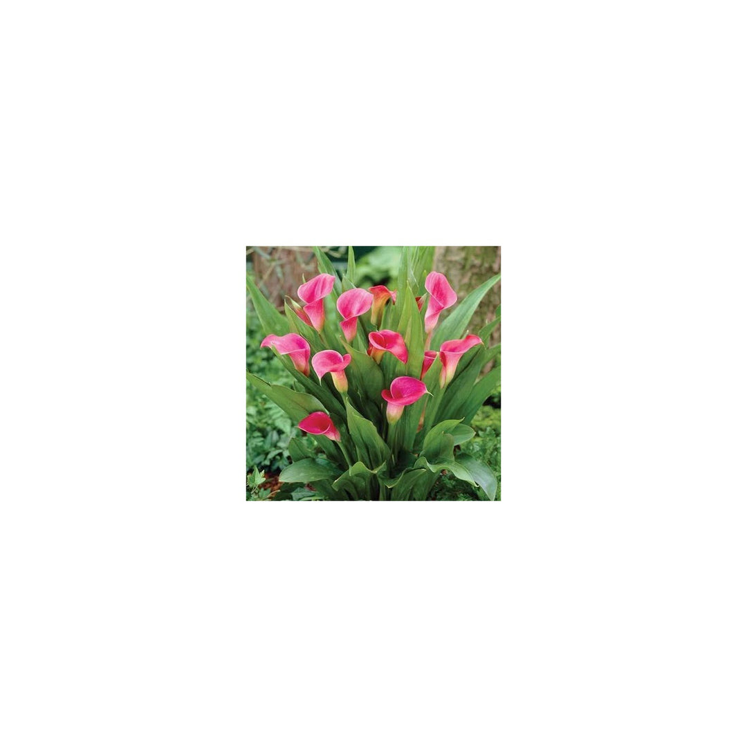 Pink Calla Lily Zantedeschia Aethiopica Flower Flower Seeds for Home Garden Planting, Landscape [neera-v5-af8d878919d7b1e2fe77]