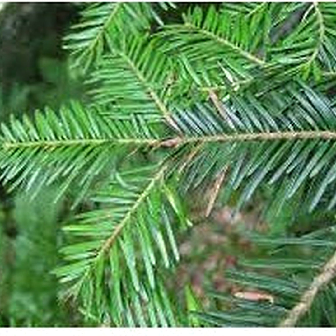 Green Abies Alba Seeds for Planting [neera-v5-af8e04218cb2027d6e27]