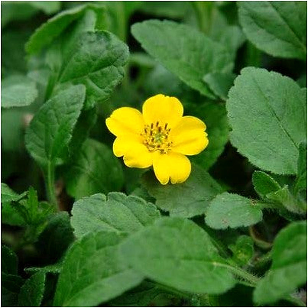 Allen Bush Chrysogonum Virginianum Flower Seeds for Planting [neera-v5-af9009a87777aa5e719d]