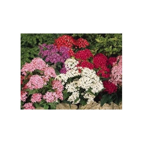 Mixed Star Pentas Flower Seeds for Planting, NON GMO Seeds [neera-v5-afa9023a7ed3f1385da5]