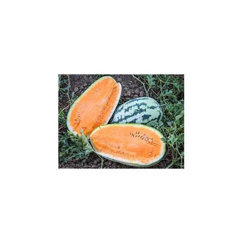 Orangeglo Watermelon Fruit Seeds for Planting [neera-v5-afb1525c4e8db8351531]