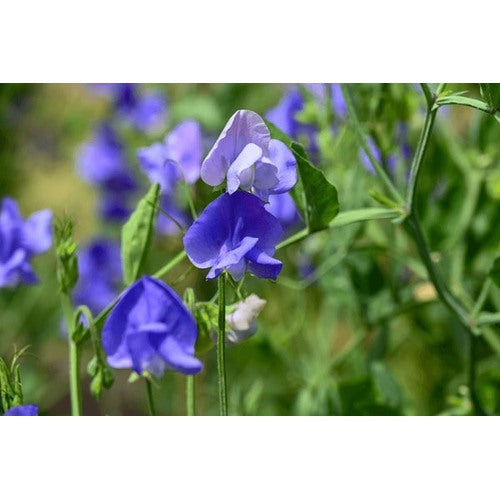 Blue Sweet Pea Flower Seeds for Planting [neera-v5-afc1c8dffc1c044c5378]