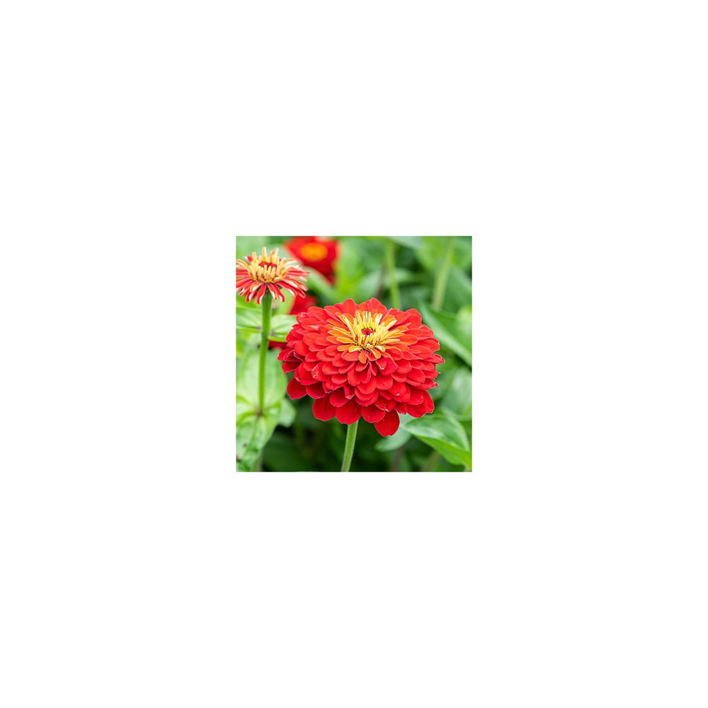 Red Zinnia Flower For Planting Vibrant Non Gmo Heirloom Garden Flowers Flower Seeds for Home Garden [neera-v5-afc46cd2de4620dfe589]