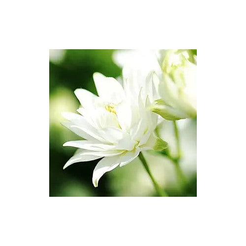 White Double Barlow Columbine Flower Flower Seeds Home Garden Planting, Premium Organic [neera-v5-afccc42ae966e7a20cbd]