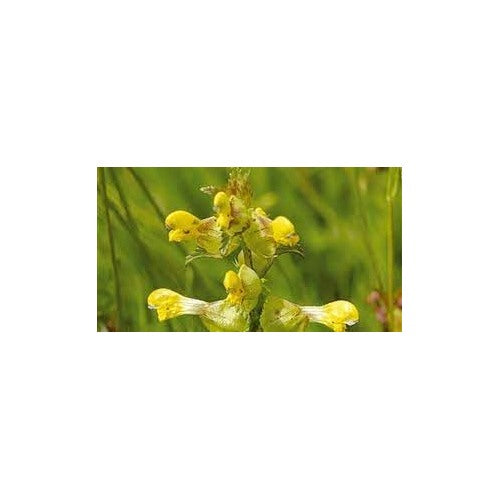 Heirloom Non-GMO Rattle Flower Seeds for Planting High Germination Organic Garden Seeds Unique Wildflower Blooms for Naturalized Gardens [neera-v5-afd5c5ef526eedcaa16b]