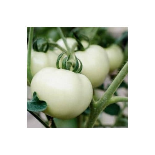 White Tomato Vegetable Seeds for Planting [neera-v5-afdf3ec19fa659dbb44c]