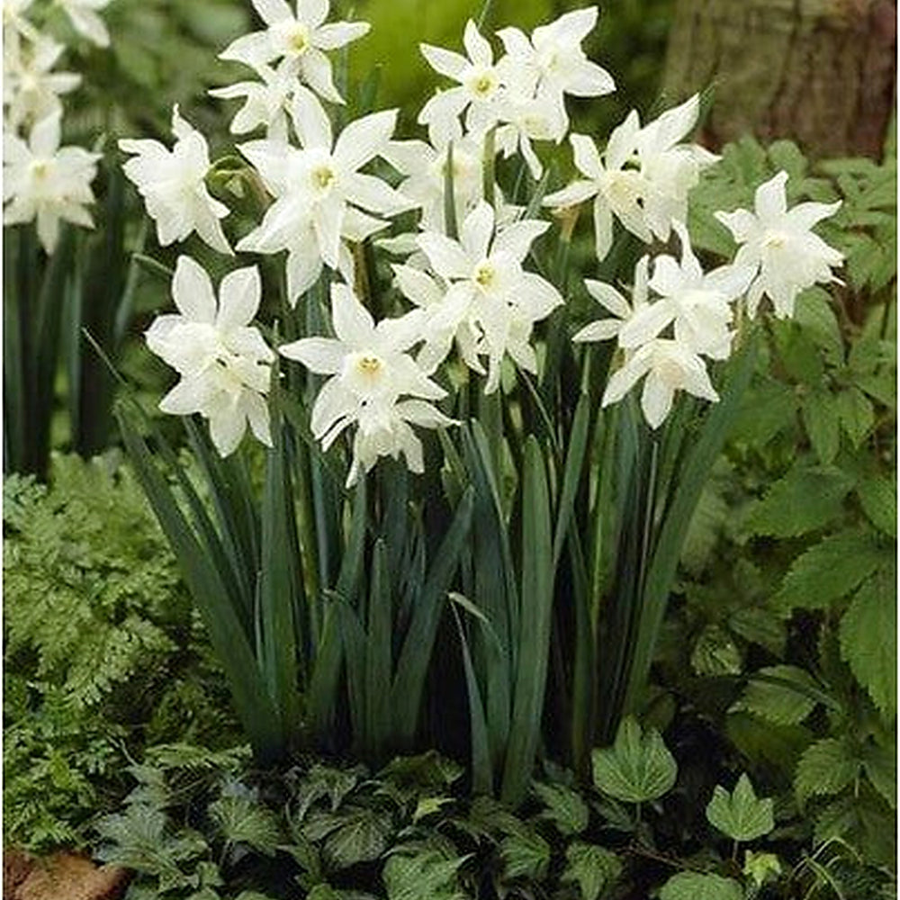 Heirloom Non-GMO Narcissus Flower Seeds for Planting [neera-v5-afe31fe162aed166fa5d]