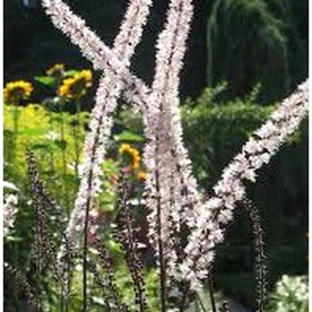 Black Cohosh Plant Seeds for Planting [neera-v5-afea91bcee473a5ab96d]