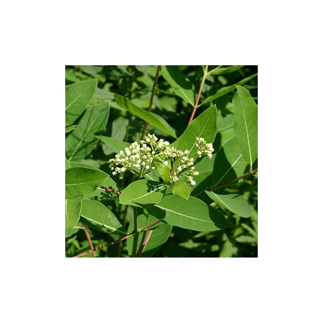 Heirloom Non Gmo Dogbane Plant For Planting Hardy Medicinal Plant For Pollinator Friendly Gardens [neera-v5-aff1d25d2c224be40aff]