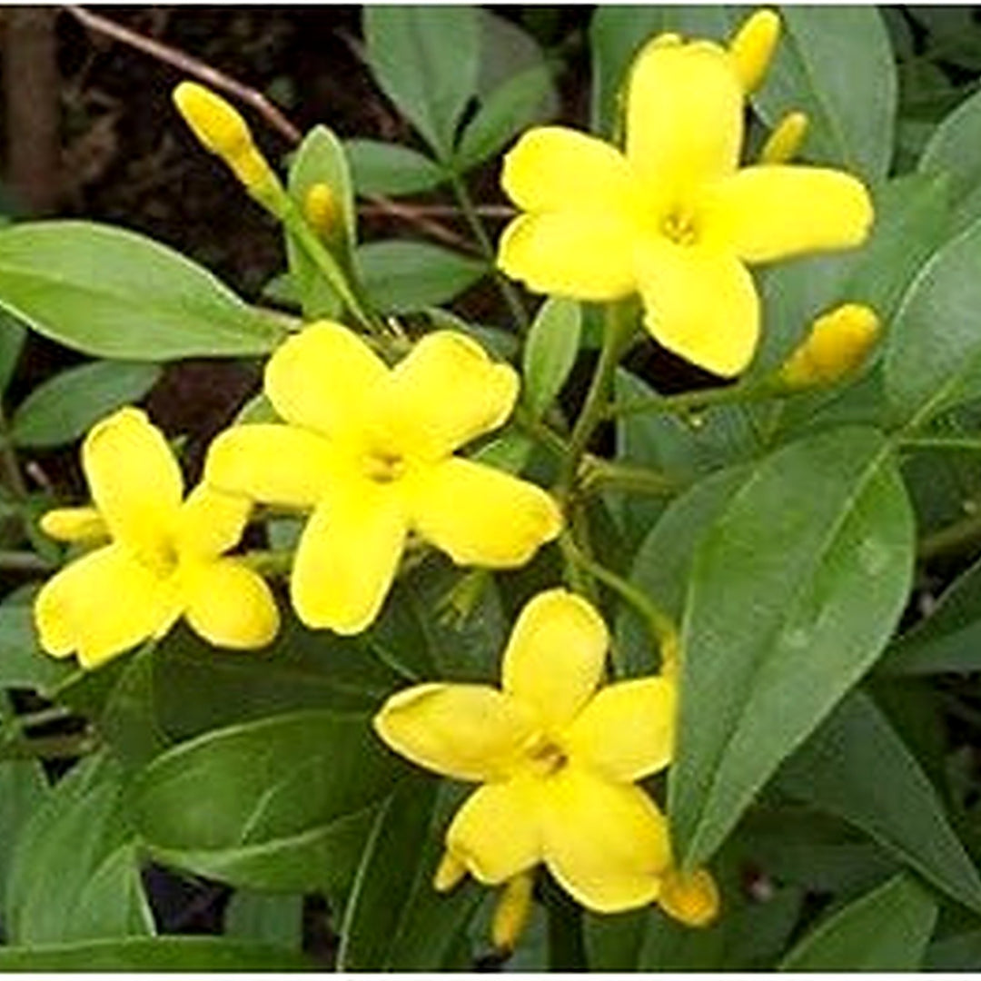 Yellow Jasminum Sambac Flower Seeds for Planting [neera-v5-b00468e6d7e3d33ba7da]