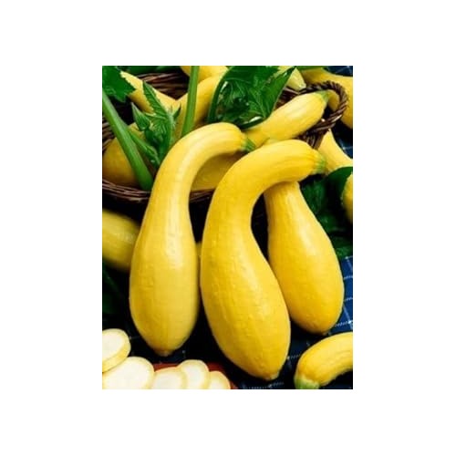 Crookneck Yellow Squash Vegetable Seeds for Planting [neera-v5-b0130a53048e4fc6d7bf]