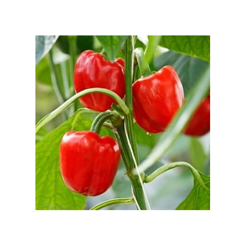 Red Bell Pepper Seeds for Planting [neera-v5-b02032c6850e028dd2ee]