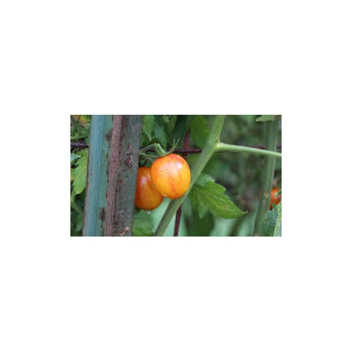 Red and Gray Tomato Seeds for Planting [neera-v5-b0213227f59996740a94]