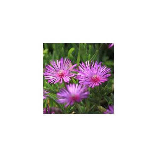 Lampranthus Roseus Plant Seeds for Planting [neera-v5-b0257d8833f5d506cc04]