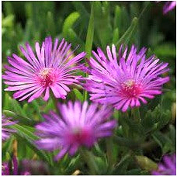 Lampranthus Roseus Plant Seeds for Planting [neera-v5-b0257d8833f5d506cc04]