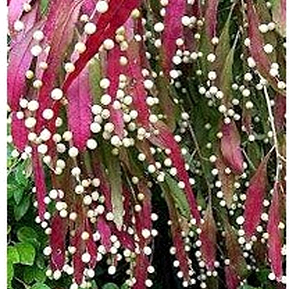 Red Mistletoe Cactus Rhipsalis Seeds for Planting [neera-v5-b03741c14eb7418950d9]