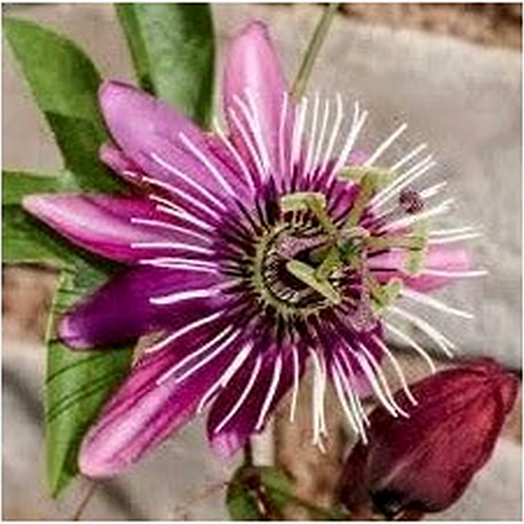 Organic Heirloom Dark Pink Passiflora Flower Seeds for Planting [neera-v5-b037a132bac78333a109]