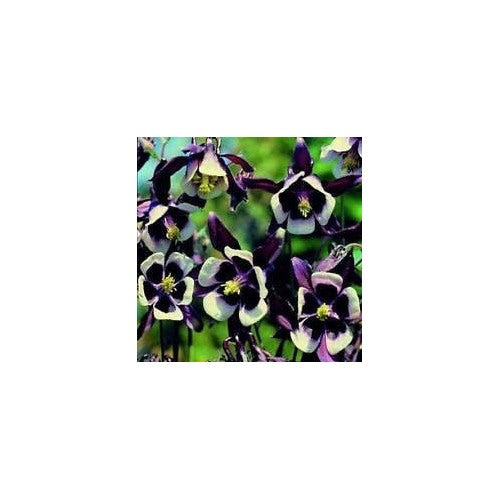 Violet White Columbine William Flower Seeds for Planting [neera-v5-b03eb34f1bdfa925155e]