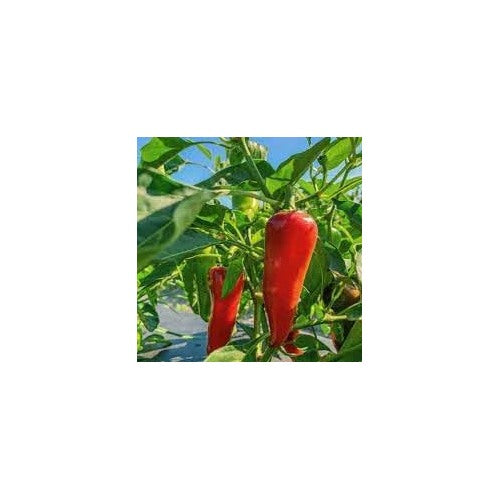 Ghost Hot Pepper Seeds for Planting [neera-v5-b043085f7201dd3c7204]