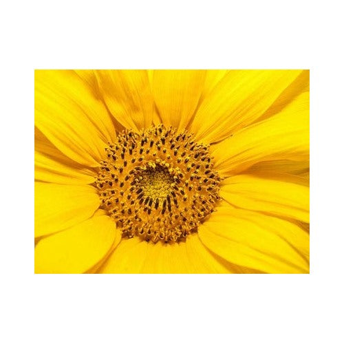 Dwarf Teddy Bear Sunflower Spring Mix Heirloom Non Gmo Flower Seeds Home Garden Planting, [neera-v5-b0473029bba93046cac3]