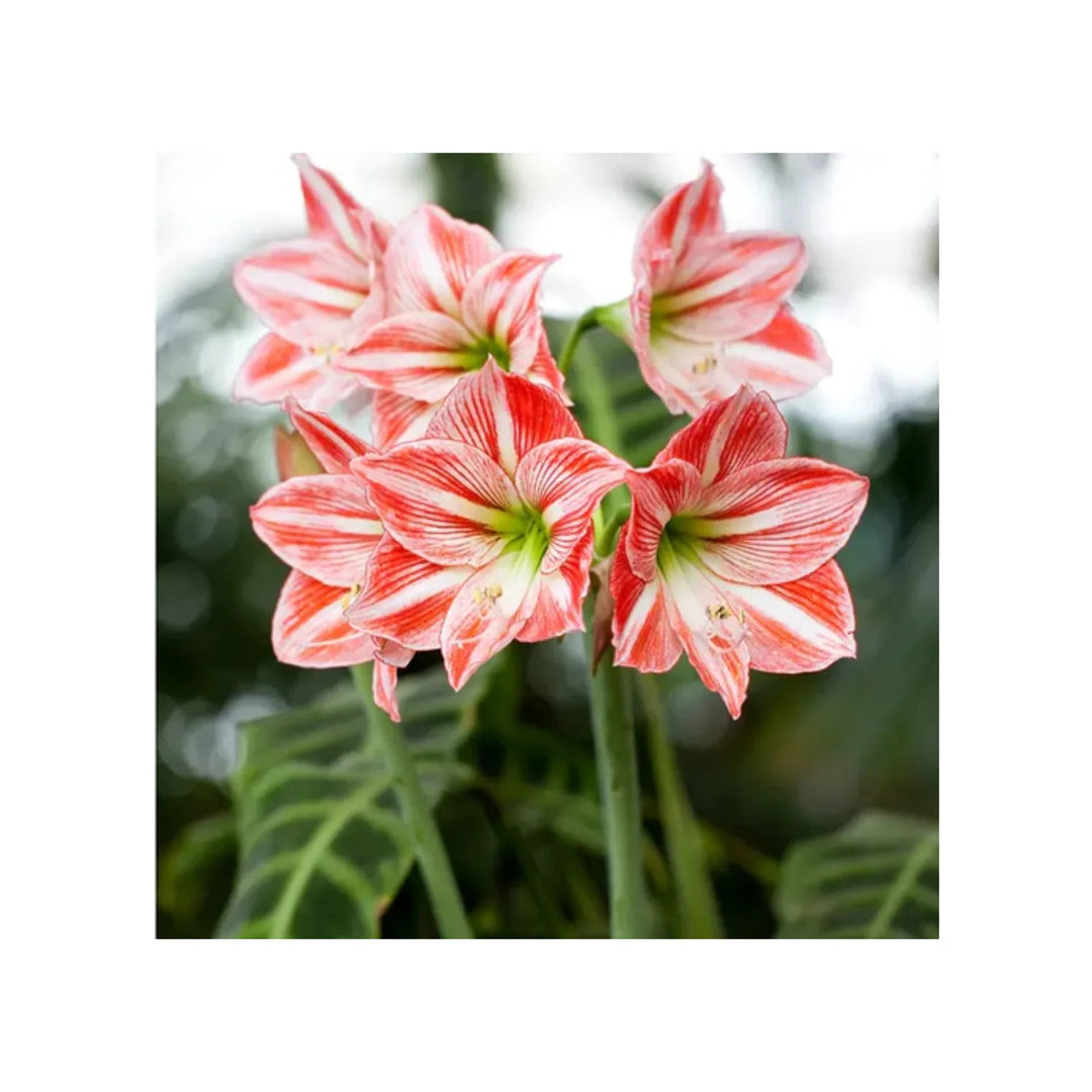 White Red Hippeastrum Flower Heirloom Non Gmo Amaryllis Blooms Flower Seeds Home Garden [neera-v5-b0475bb740fc39ef31ea]