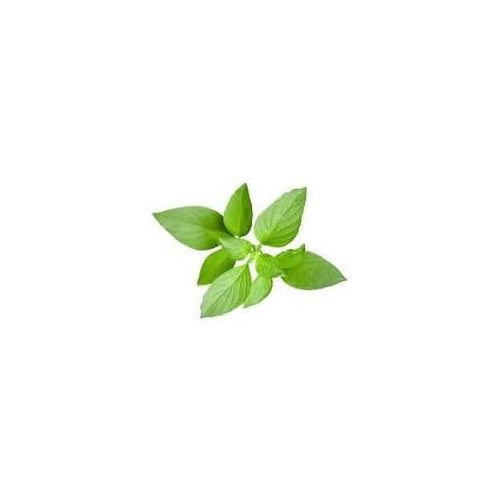 Thai Basil Plant Seeds [neera-v5-b047b6e518330d92fbdc]