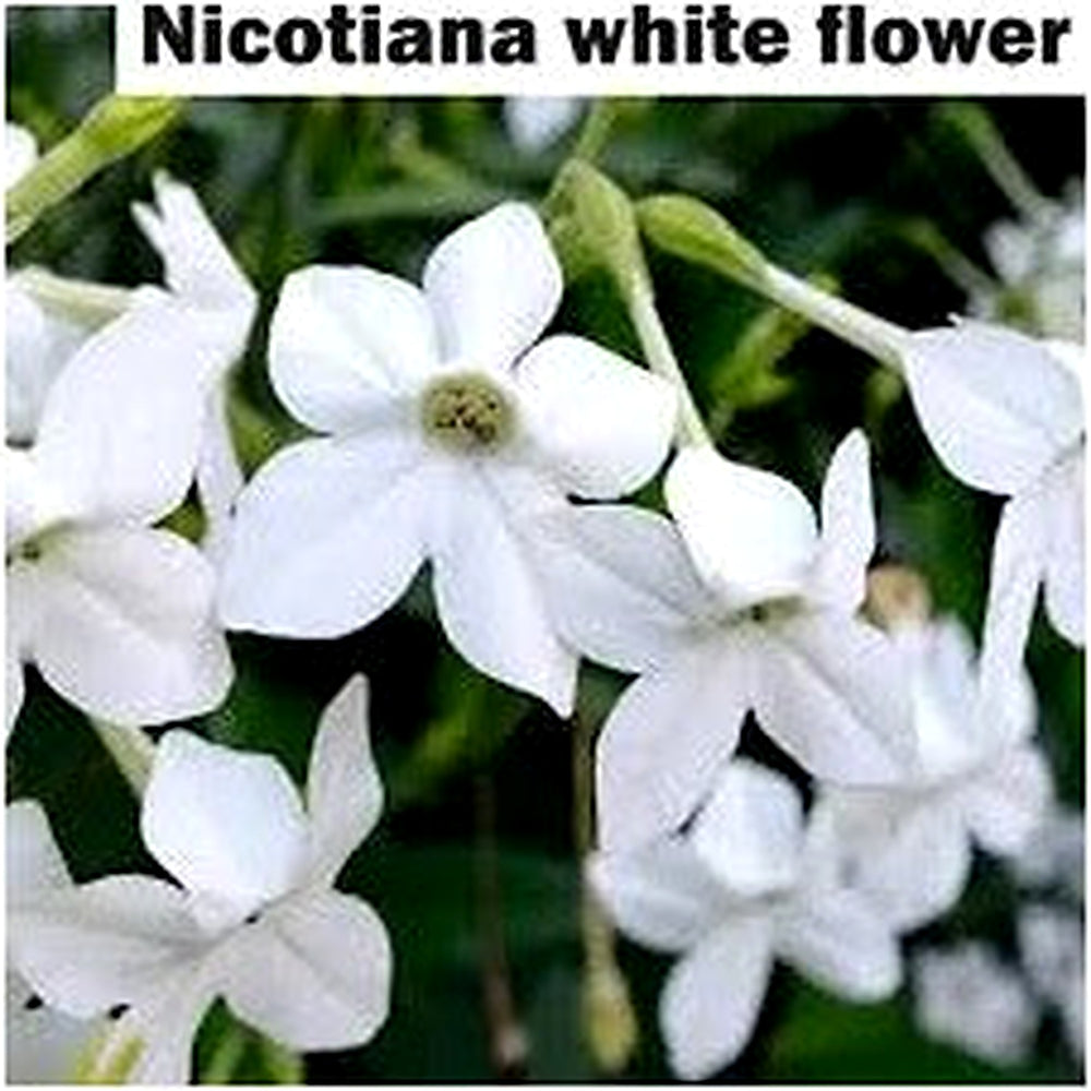 White Tobacco Jasmine Nicotiana Alata Flower Seeds for Planting [neera-v5-b064d8d1e6df54eeae66]