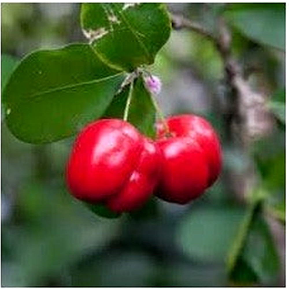 Malpighia Fruit Seeds [neera-v5-b08a05d39f0e55fe88f4]