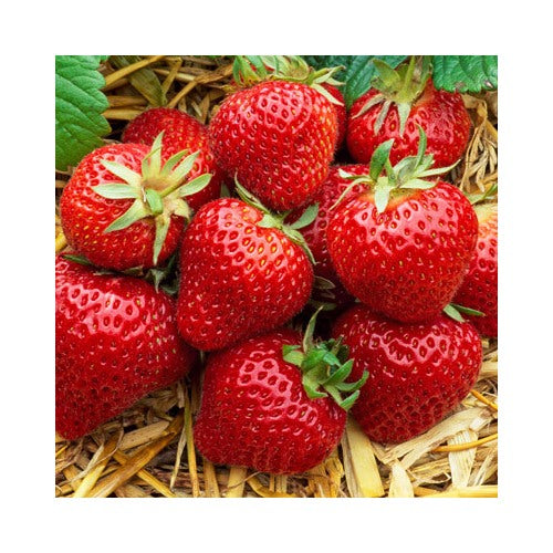 Albion Strawberry Fruit Seeds for Planting [neera-v5-b090ab949f4748274187]