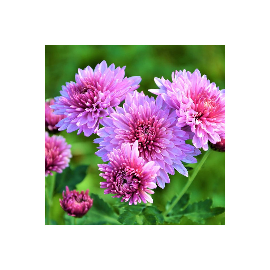Fresh Chrysanthemum Flower For Planting Non Gmo Flower Seeds for Home Garden Planting, Landscape [neera-v5-b091afdeafc246ed1b5b]
