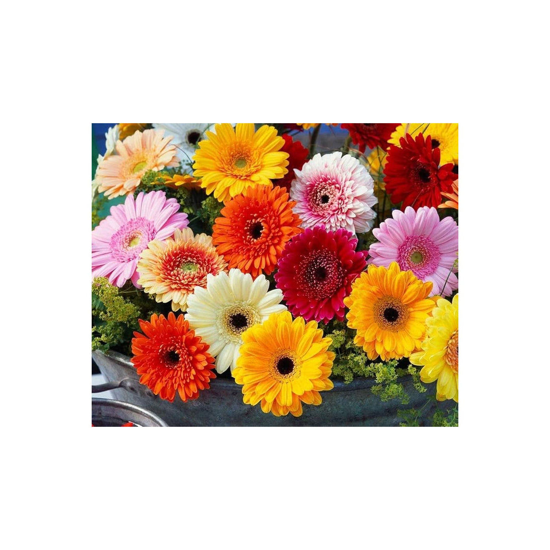 Gerbera Daisy Gerbera Jamesonii Flower For Planting In Backyard Gardening Home Garden for [neera-v5-b099ebe731d9b2244e39]