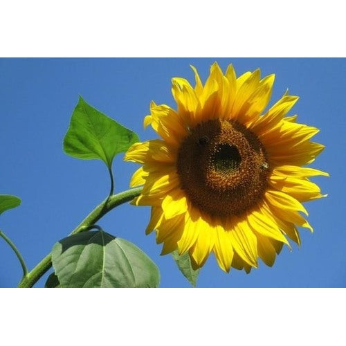 Sunzilla Sunflower Seeds [neera-v5-b0a07fbee1f0c3116647]