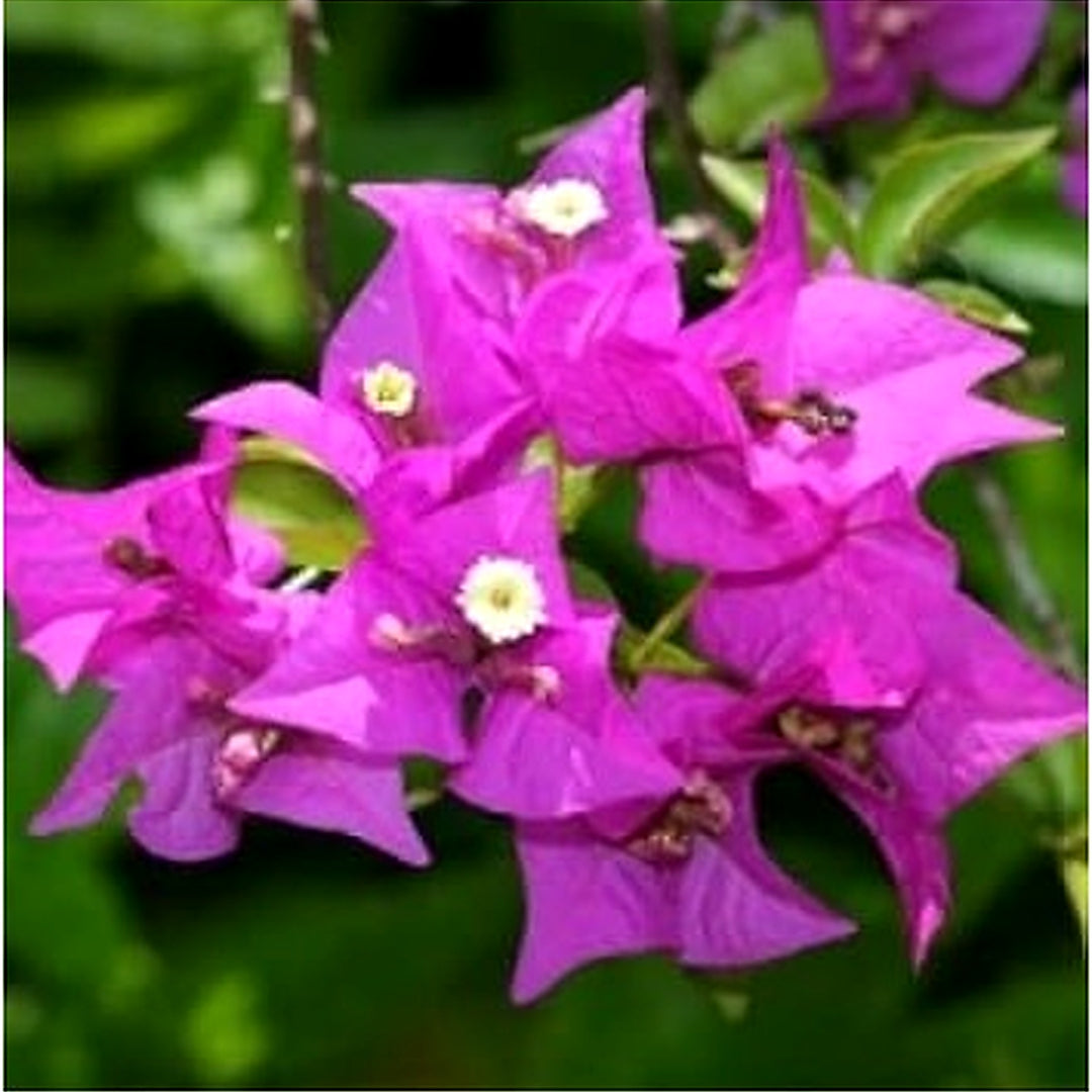 Purple Bougainvillea Climbing Flower Seeds for Planting [neera-v5-b0a8b2bf0d408d6e8667]