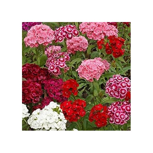 Heirloom Non Gmo Sweet William Flower For Planting Colorful Blooms For Borders And Cottage Gardens [neera-v5-b0a961003e54b4af04e4]
