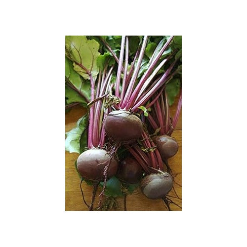 Heirloom Non-GMO Red Beet Seeds for Planting [neera-v5-b0ad571035c66129108d]