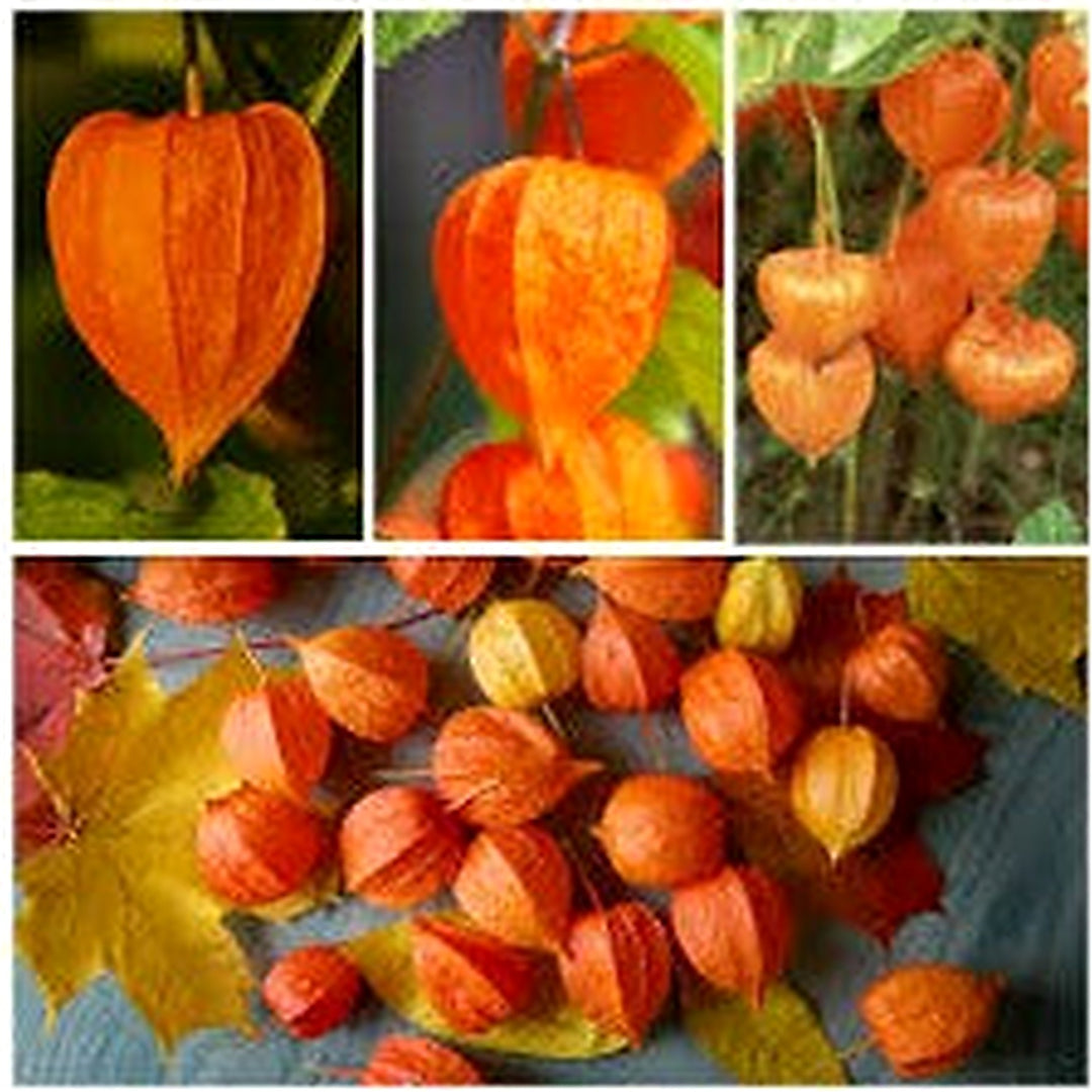 Red Alkekengi Plant Seeds for Planting [neera-v5-b0bbfd41ba5dbd7c28d4]
