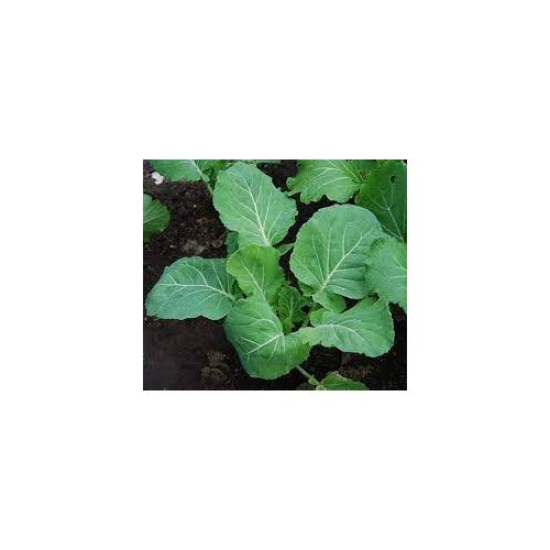 Heirloom Non-GMO Couve Kale Tree Seeds for Planting [neera-v5-b0bca841cca2b1ec9e0b]