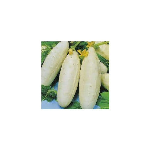 Cucumber Redlands Long White Vegetable Seeds for Planting [neera-v5-b0be0973004fc34cb9d0]