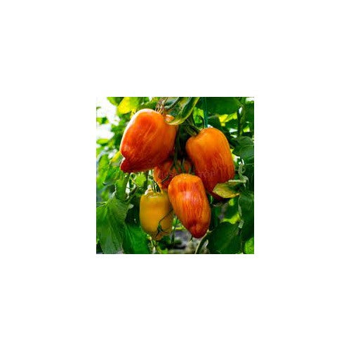 Speckled Roma Tomato Seeds for Planting [neera-v5-b0c1a9ba5fe36fc72a96]