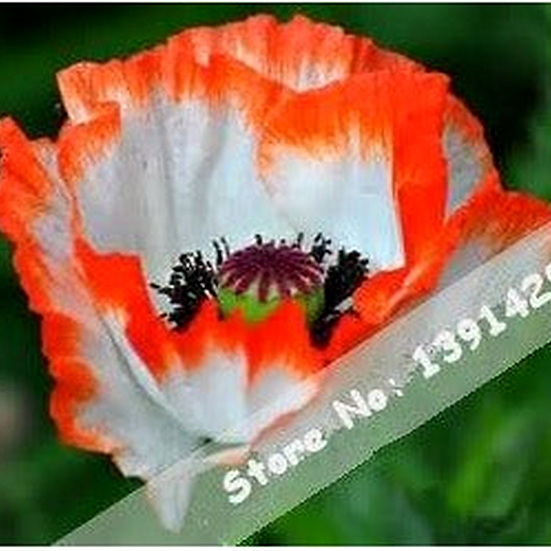 Organic Orange Plena Sinningia Flower Seeds for Planting [neera-v5-b0cb515804c098dc1ee8]