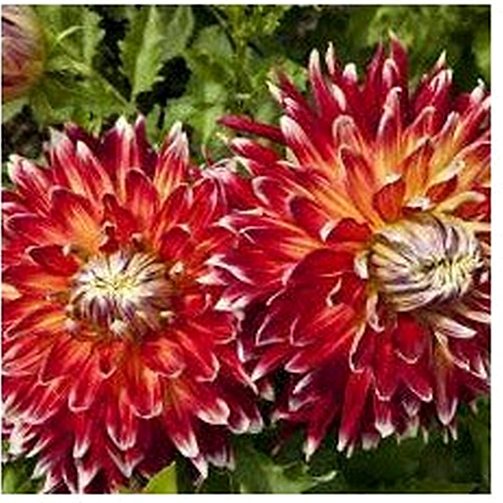 Akita Dahlia Red Flower Seeds [neera-v5-b0d0c0b4dea02686b599]
